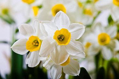 《寂静岭f》女主脸模公开 26岁日本演员加藤小夏